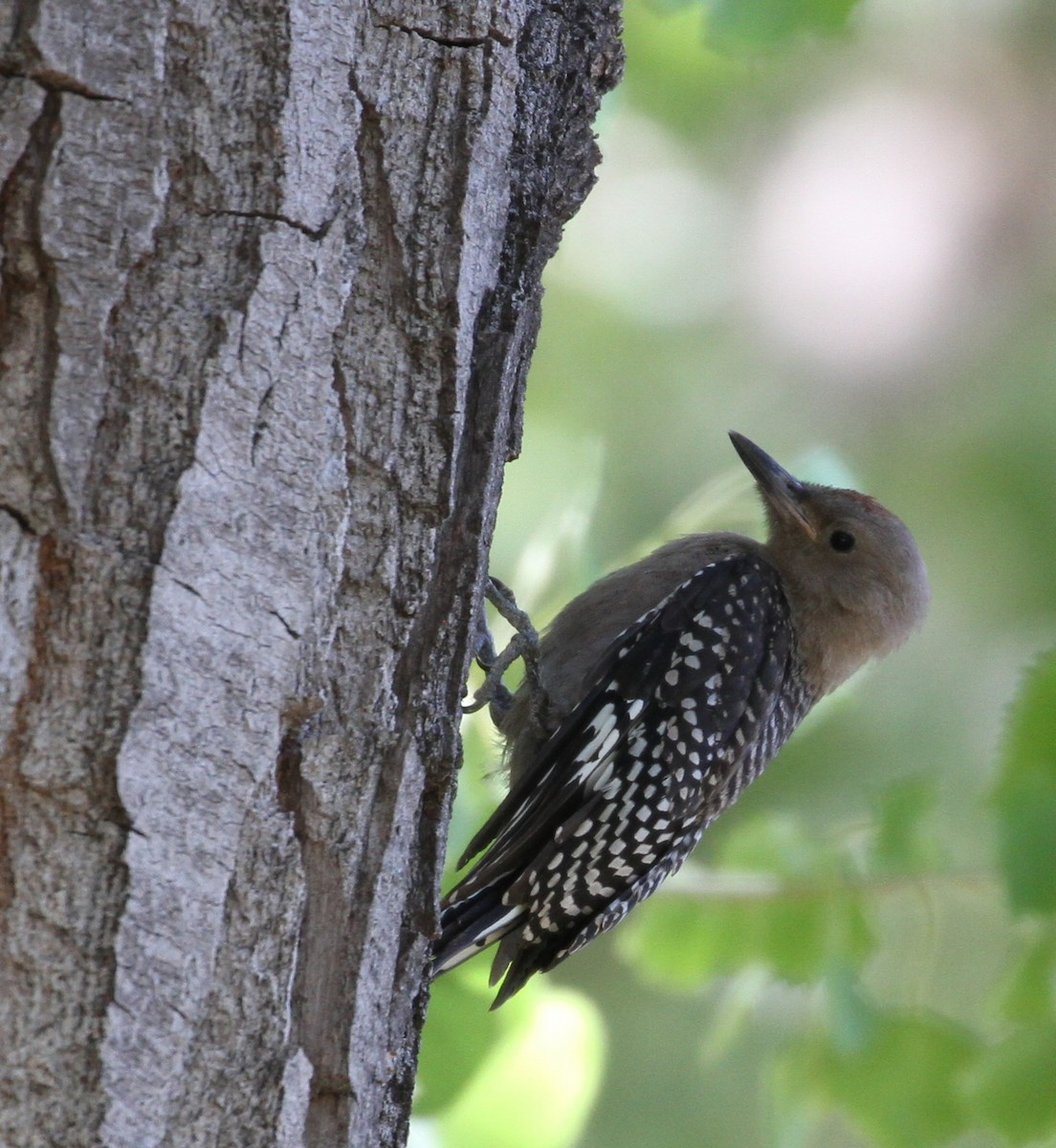 Gila Woodpecker - Don Coons