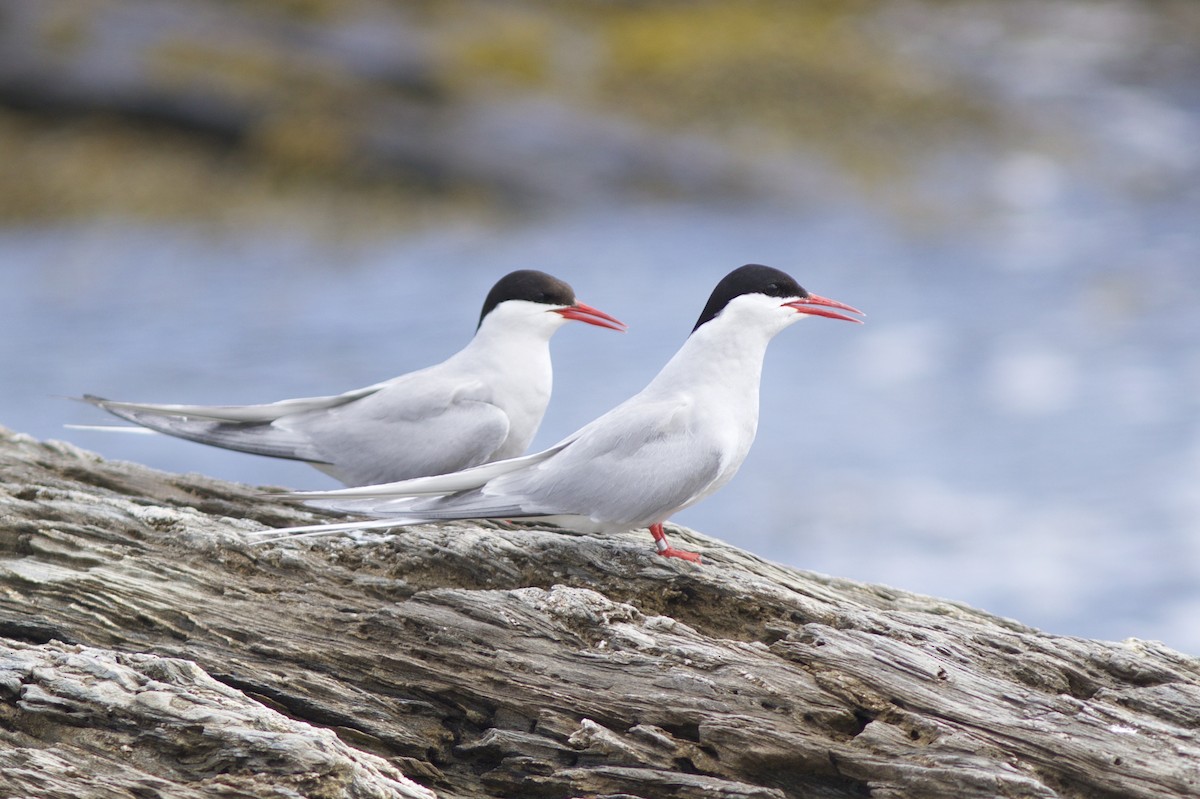 Arctic Tern - Doug Hitchcox