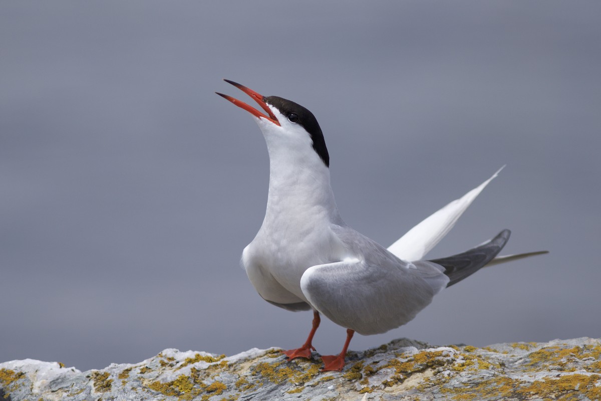 Common Tern - Doug Hitchcox