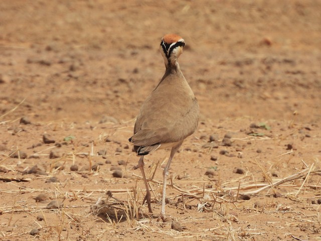 The hind crown of an adult. - Temminck's Courser - 