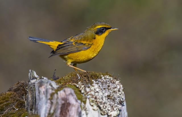 Golden Bush-Robin ML635300725