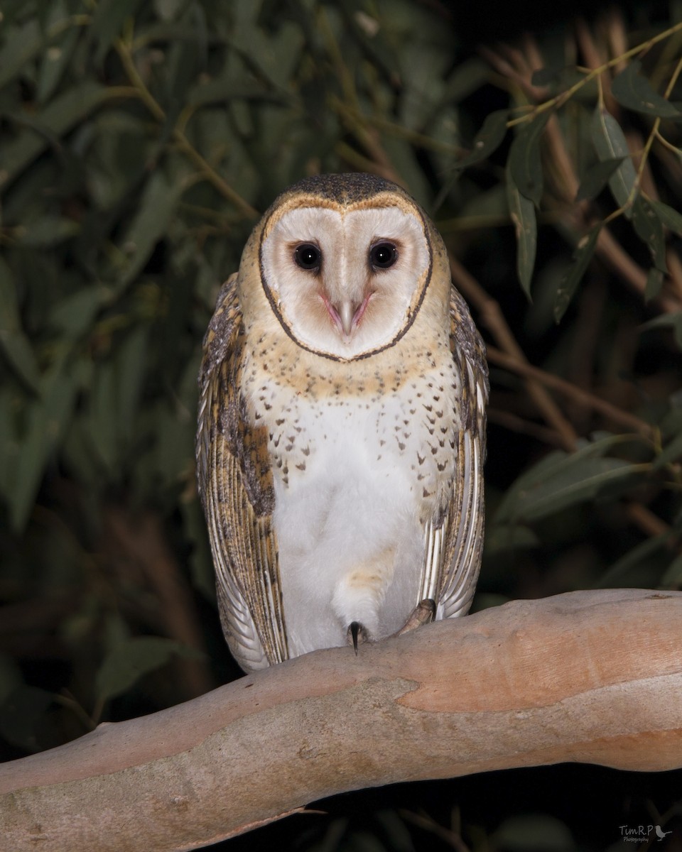 Australian Masked-Owl - ML63530141