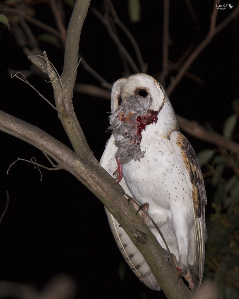 Australian Masked-Owl - Timothy Paasila