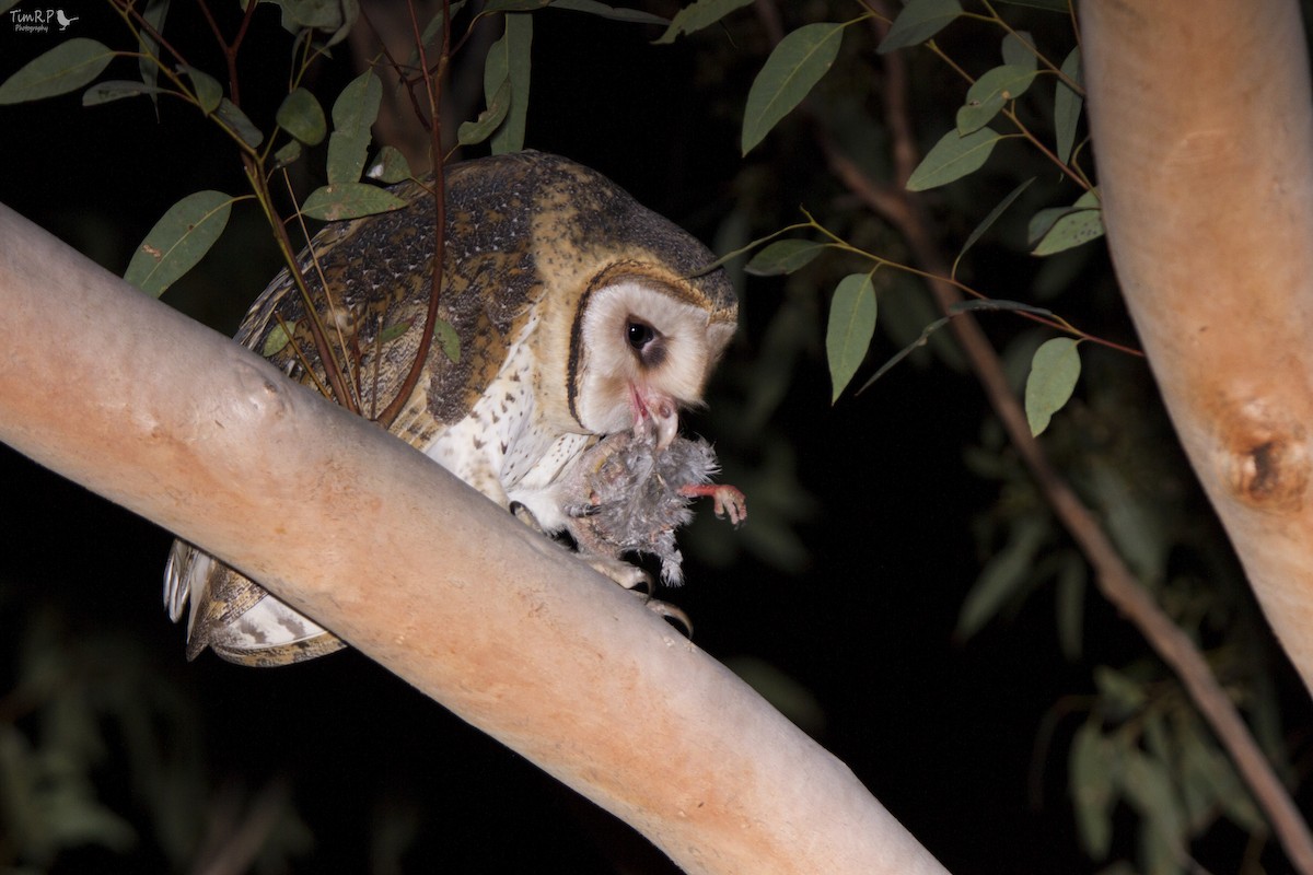 Australian Masked-Owl - Timothy Paasila