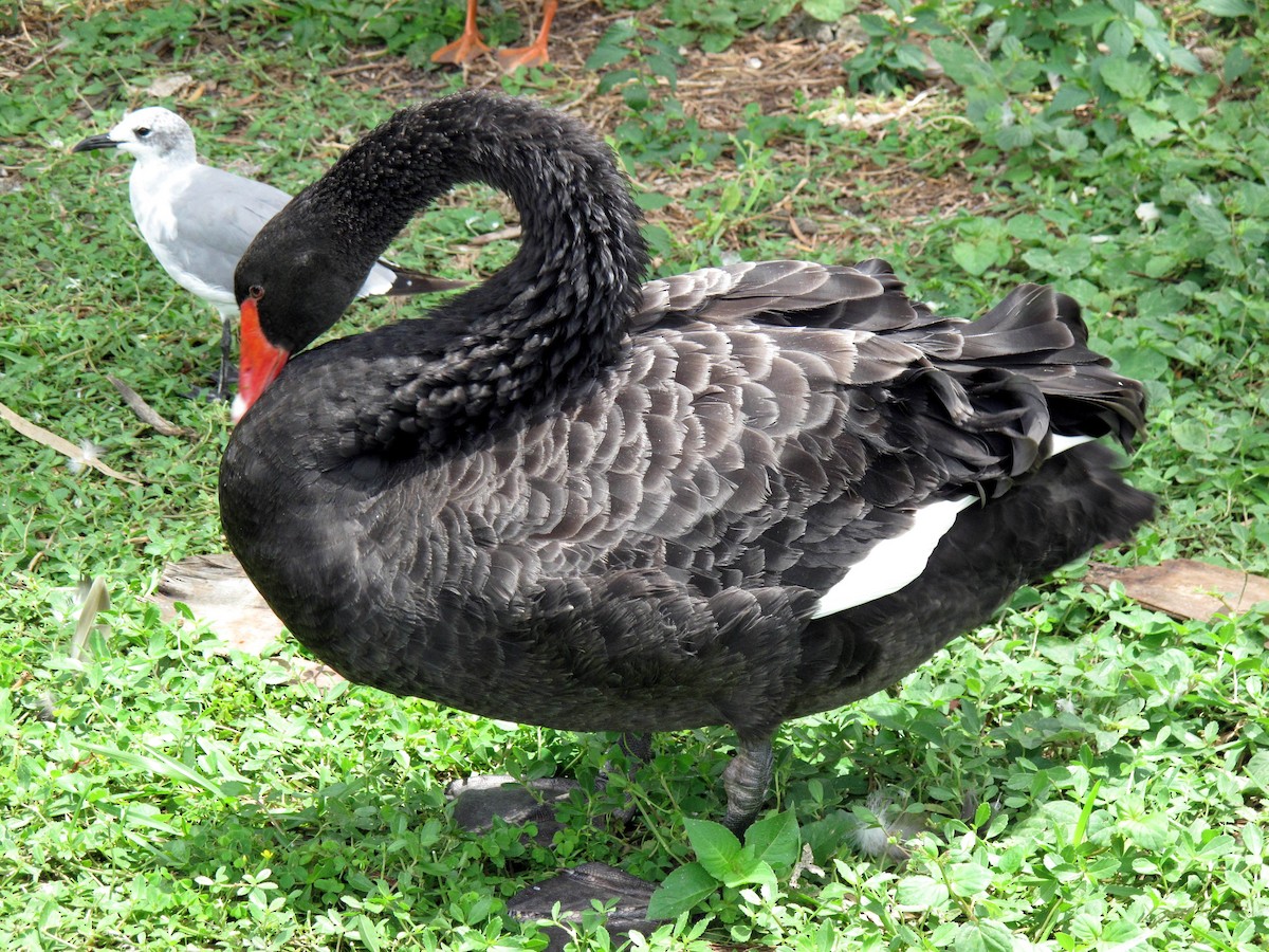 Black Swan - ML63533751