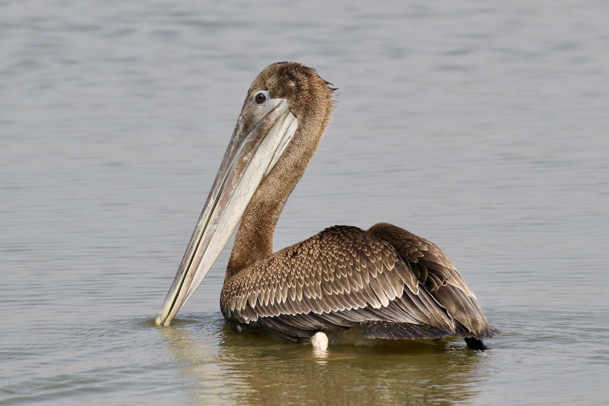 Brown Pelican - Anthony Metcalf