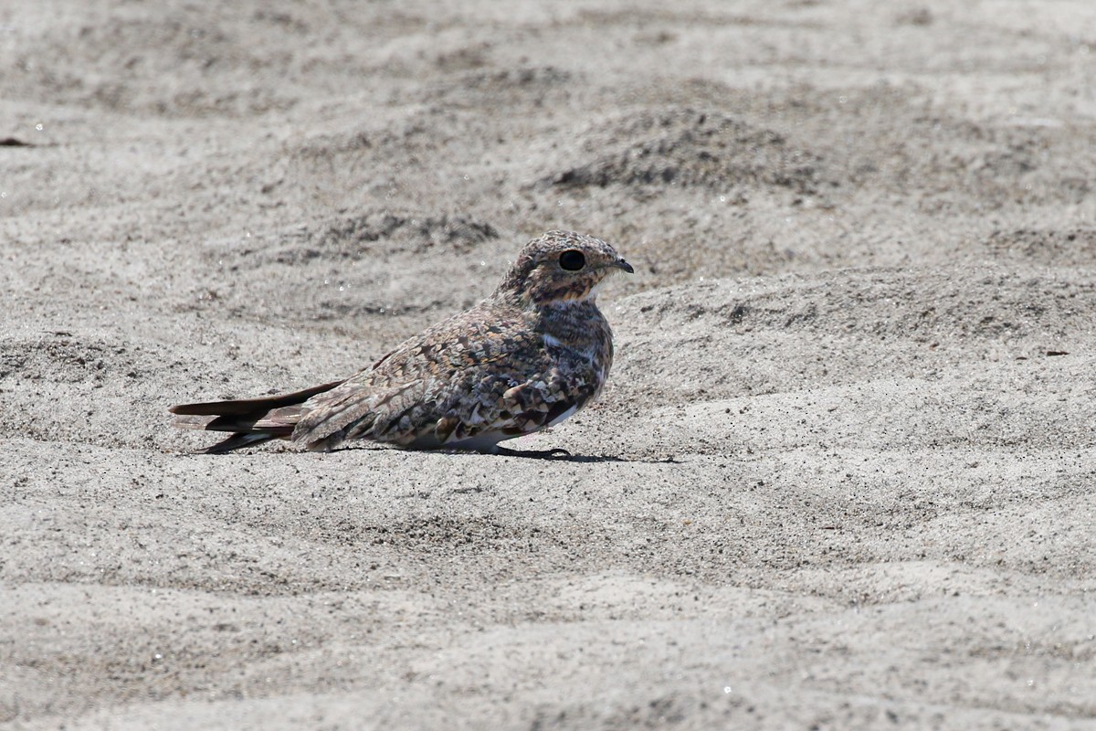 Sand-colored Nighthawk - Charley Hesse TROPICAL BIRDING