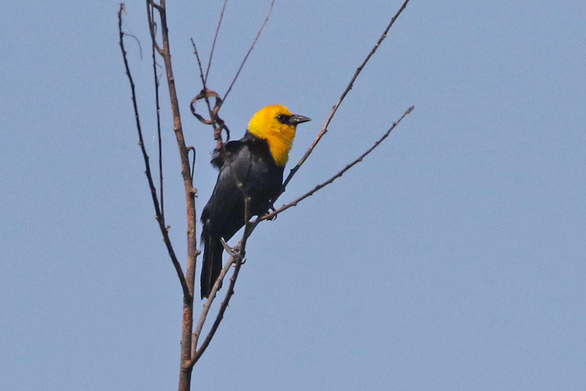 Yellow-hooded Blackbird - ML63534961