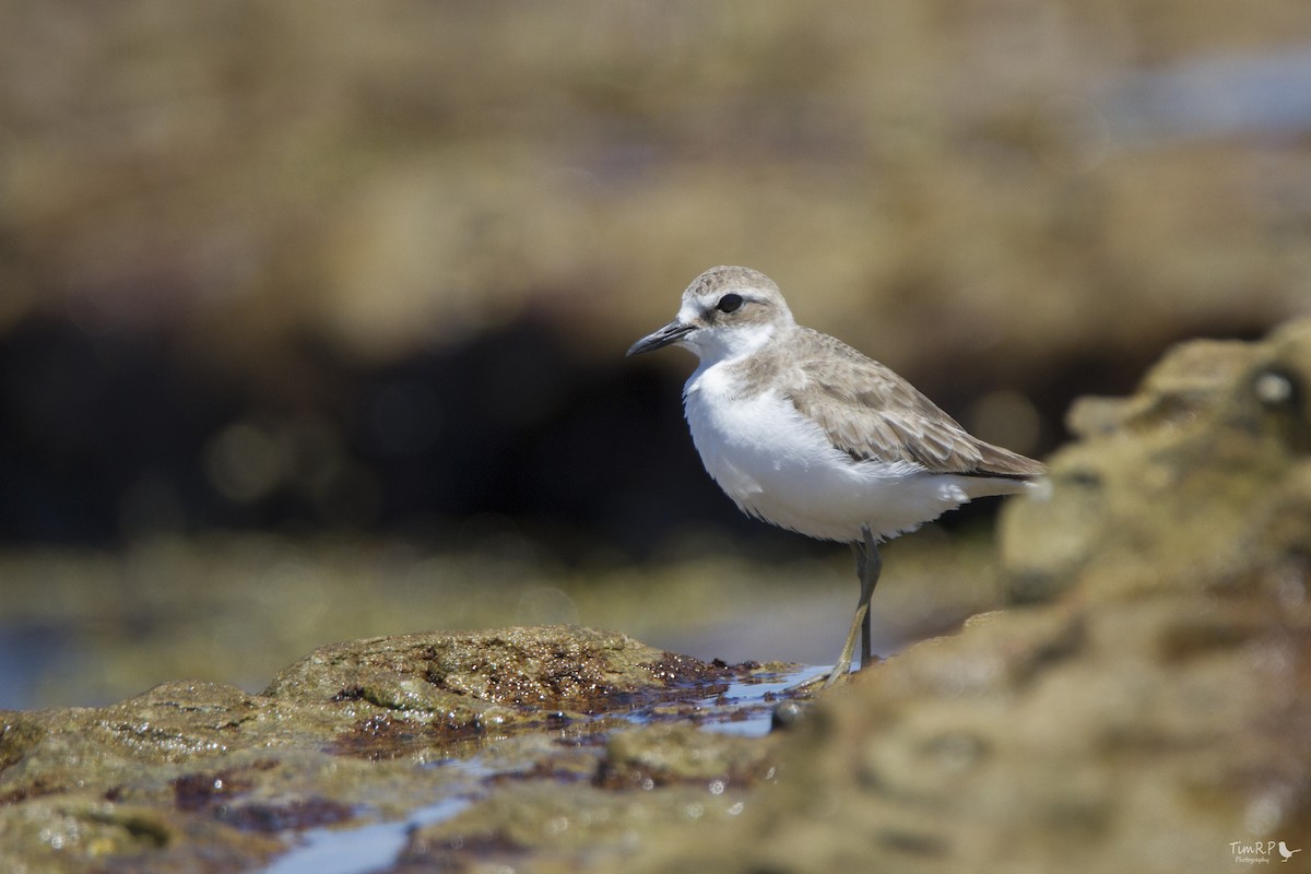 Greater Sand-Plover - Timothy Paasila