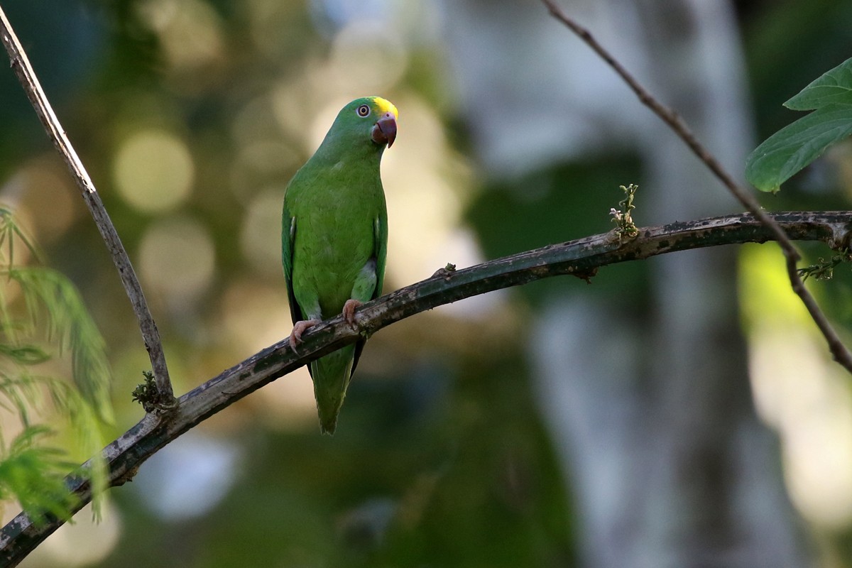 Tui Parakeet - Charley Hesse TROPICAL BIRDING