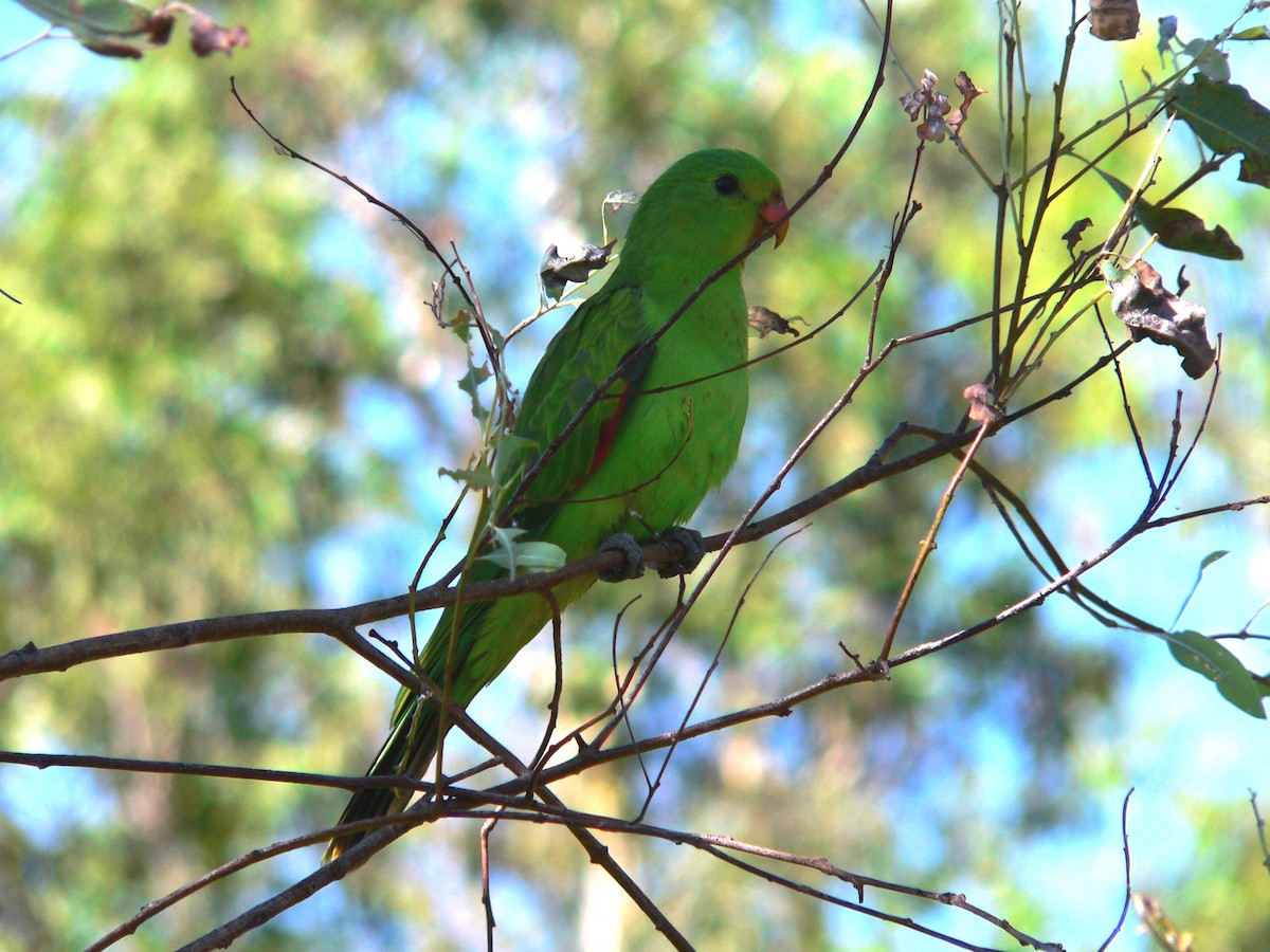 Red-winged Parrot - ML63538181