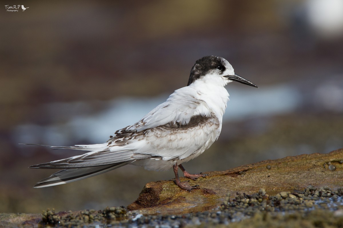 White-fronted Tern - ML63538341