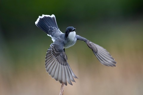 Eastern Kingbird