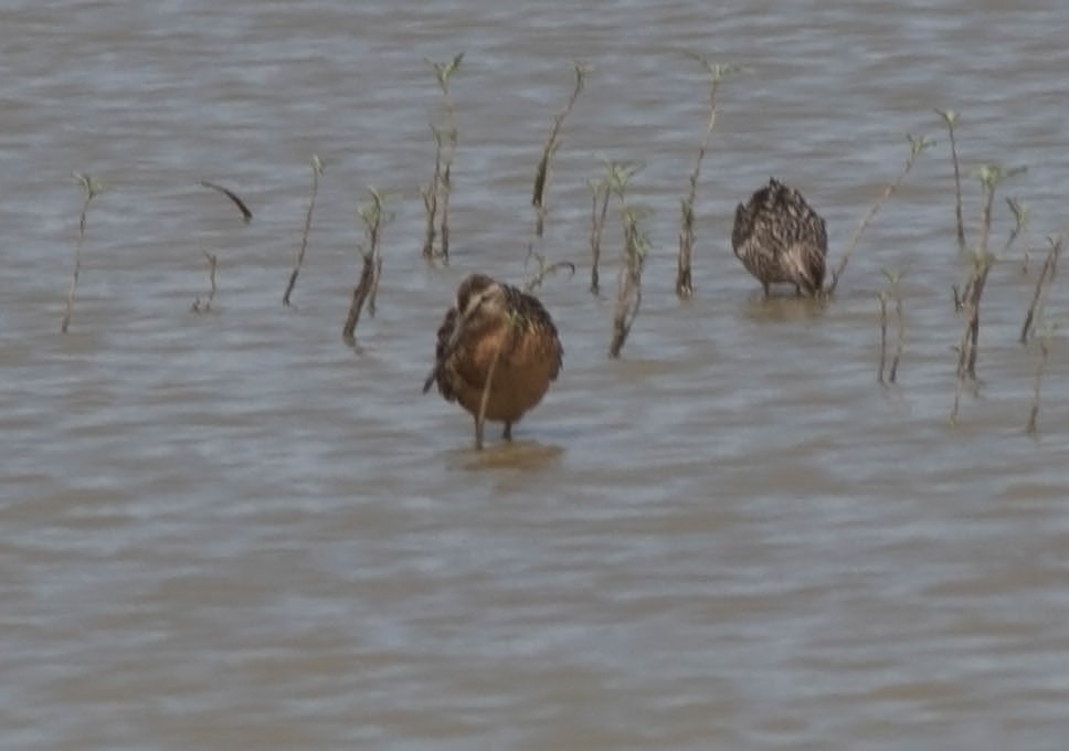 Long-billed Dowitcher - ML63540631