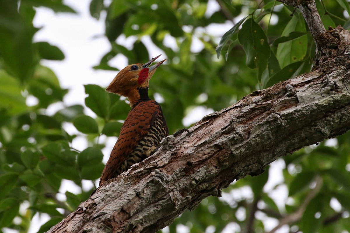 Ringed Woodpecker - Charley Hesse TROPICAL BIRDING