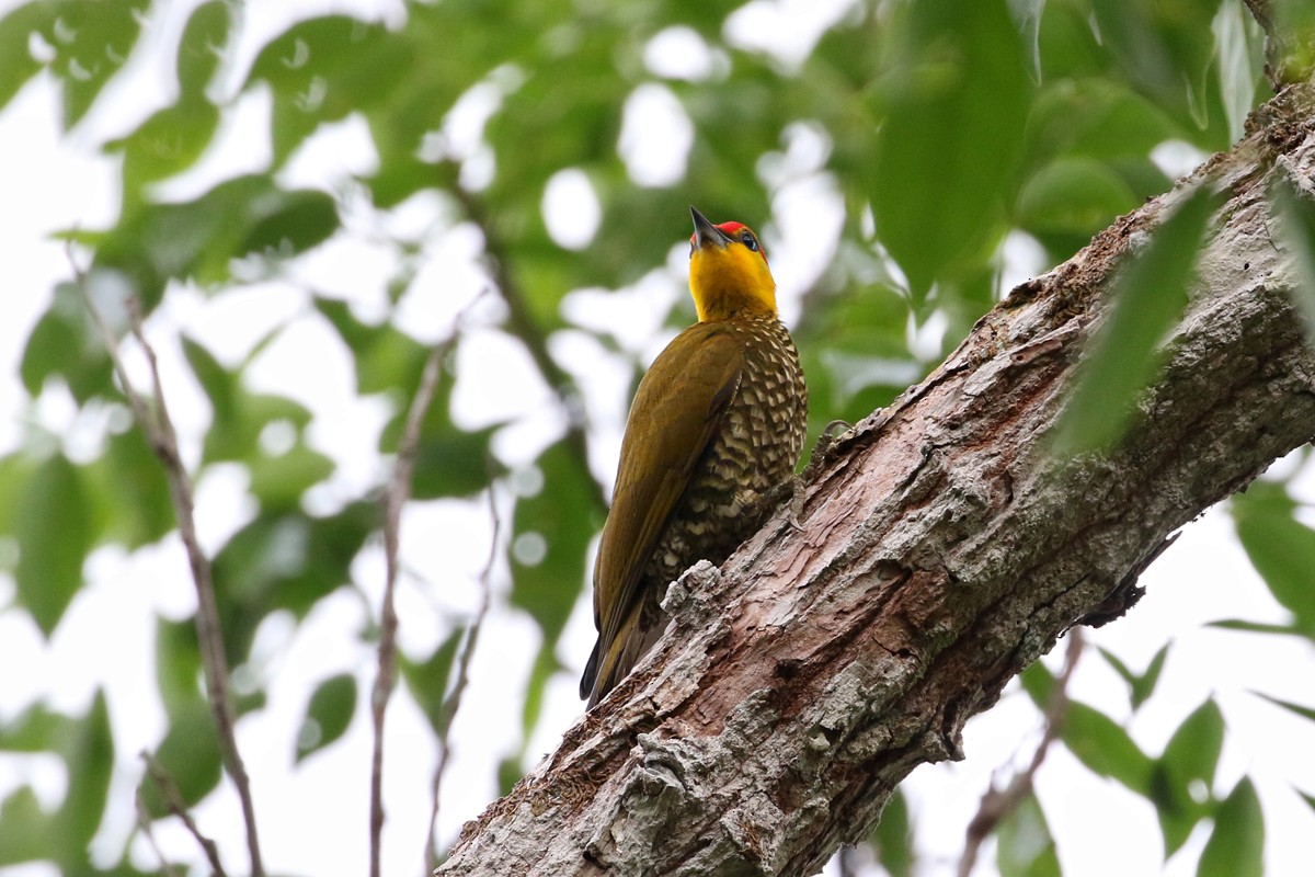 Yellow-throated Woodpecker - ML63540821