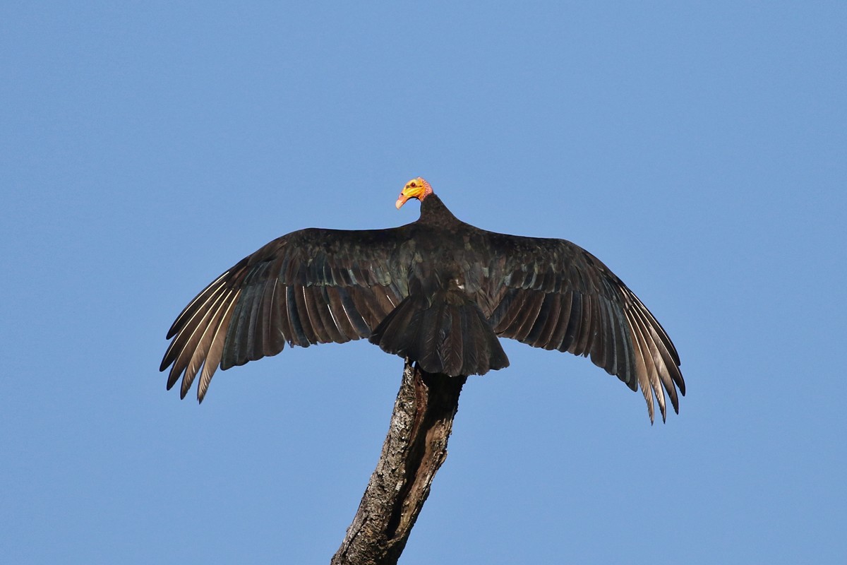 Greater Yellow-headed Vulture - Charley Hesse TROPICAL BIRDING