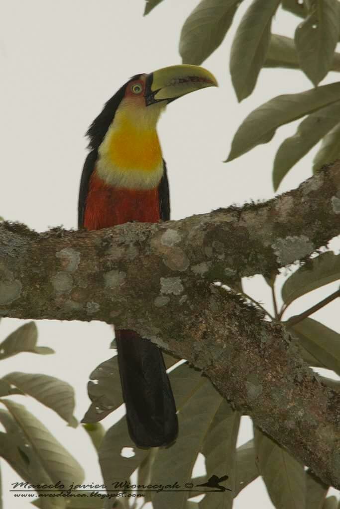 Red-breasted Toucan - Marcelo Allende