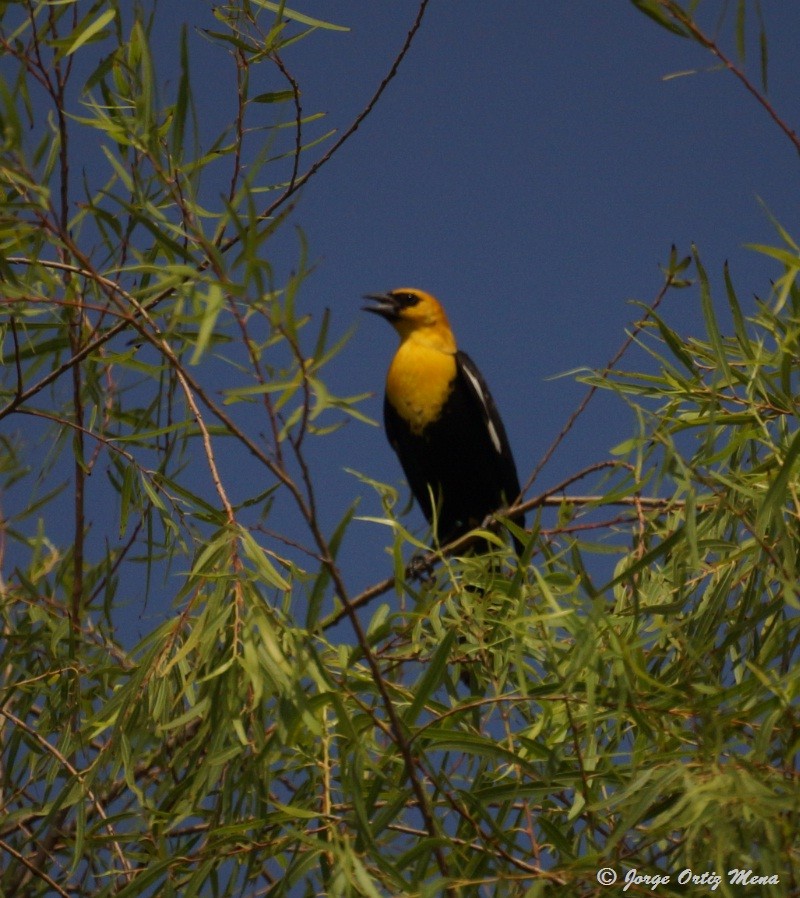 Yellow-headed Blackbird - ML63542261