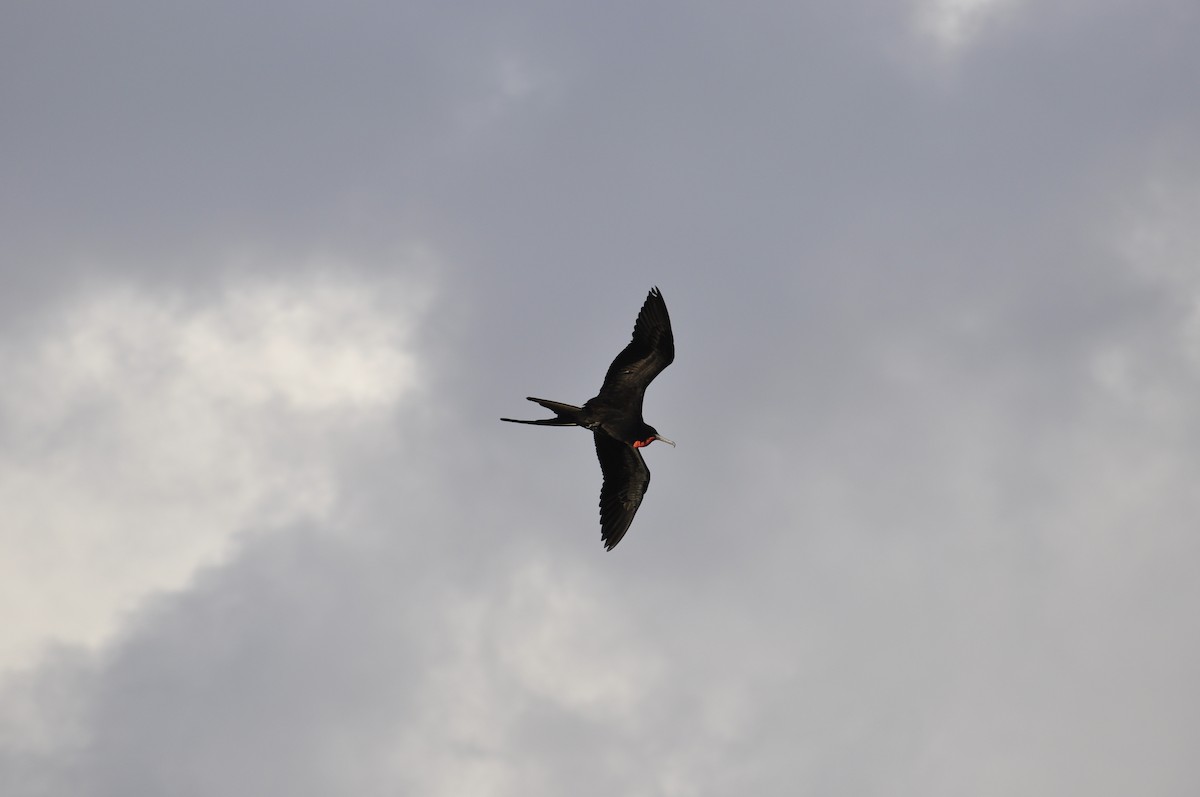 Magnificent Frigatebird - brendan galvin