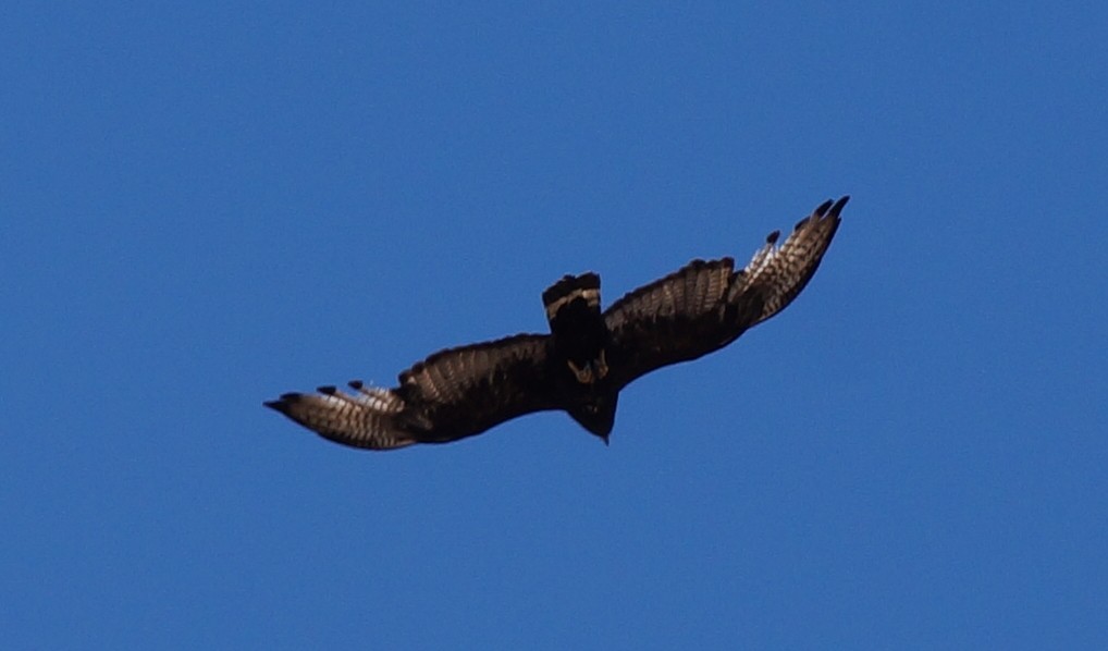 Zone-tailed Hawk - Samuel Murray