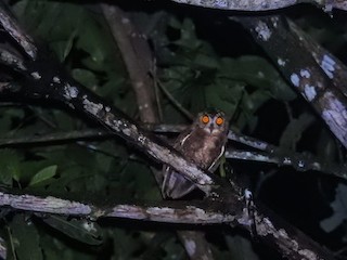  - Enggano Scops-Owl