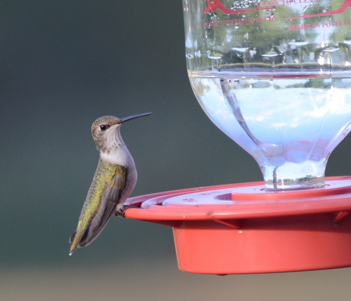 Black-chinned Hummingbird - ML63550241