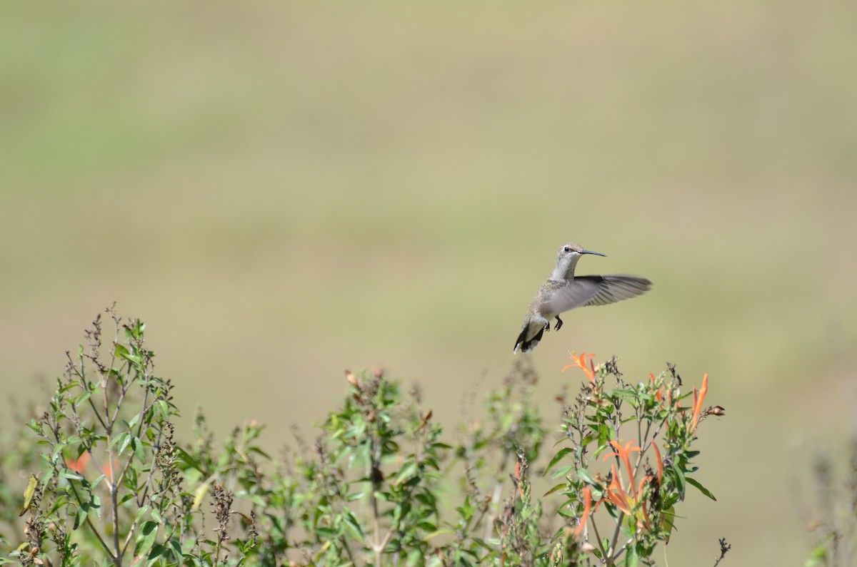 Black-chinned Hummingbird - ML63550281