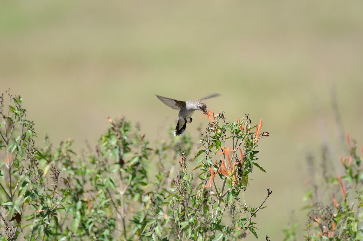Black-chinned Hummingbird - Fernanda Araujo