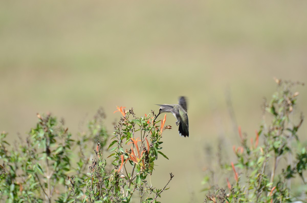 Black-chinned Hummingbird - ML63550321