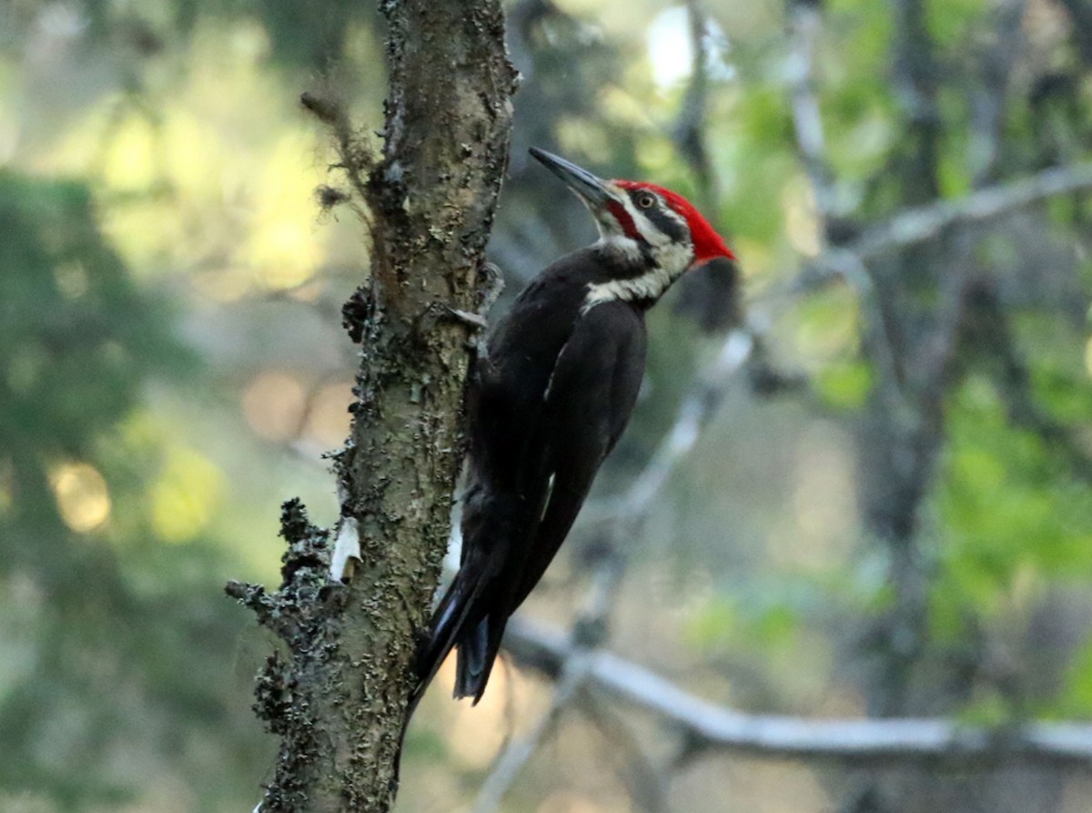 Pileated Woodpecker - ML63550711