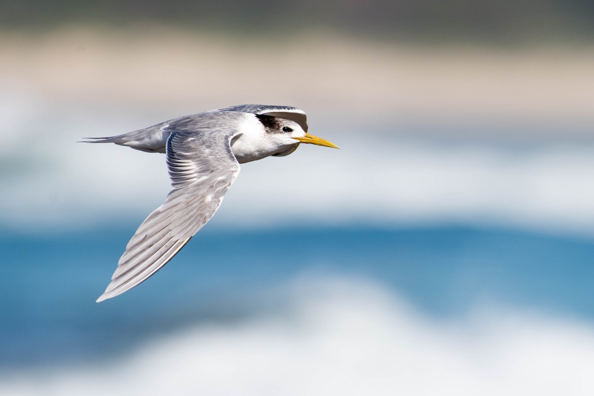 Great Crested Tern - ML63551911