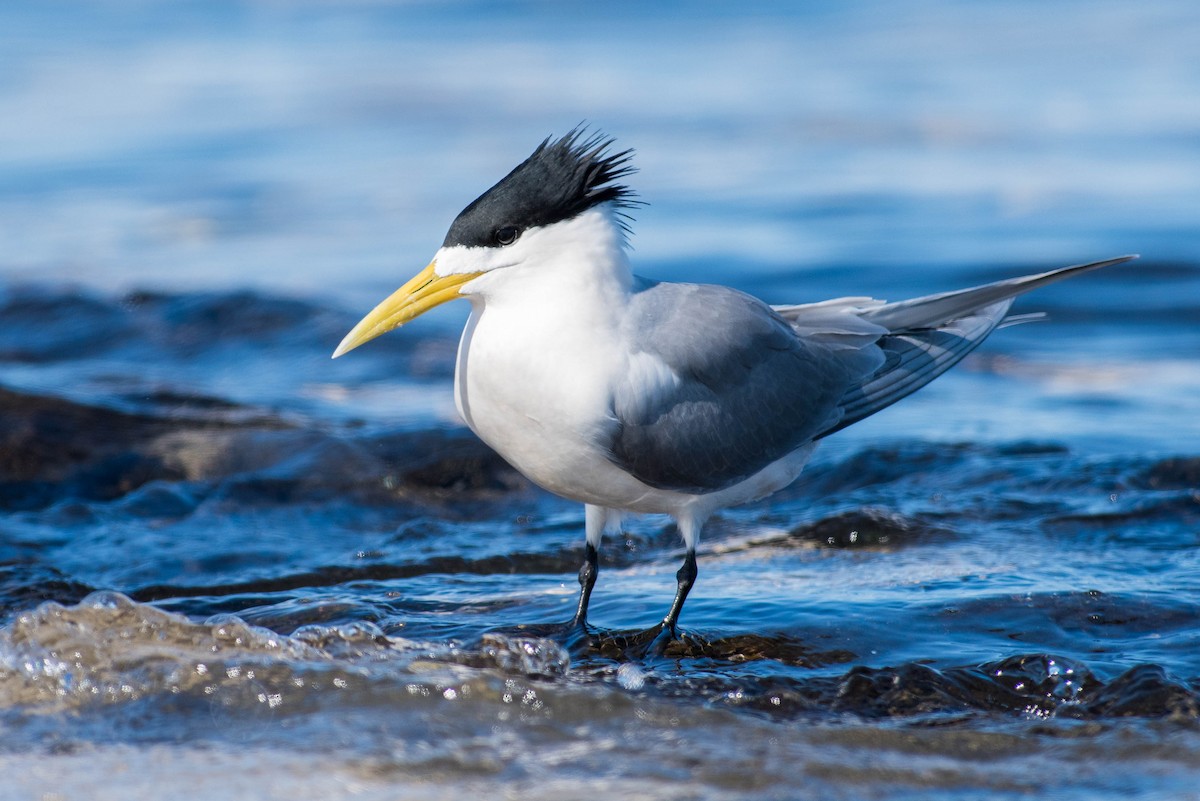 Great Crested Tern - ML63551931