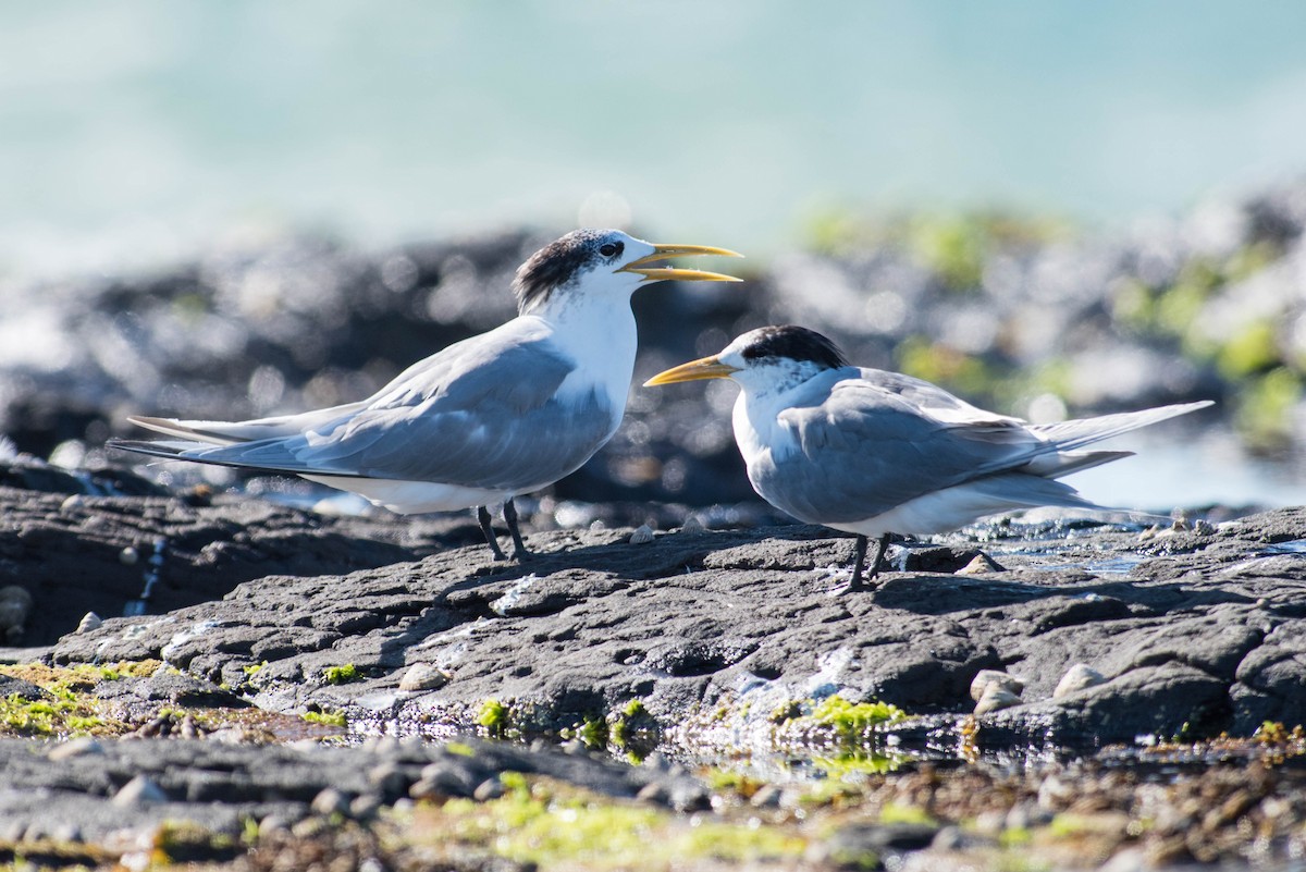 Great Crested Tern - ML63552091