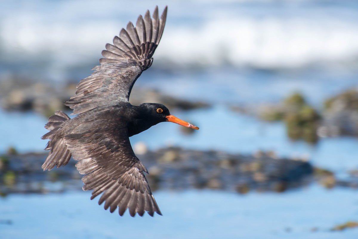 Sooty Oystercatcher - Peter Taylor