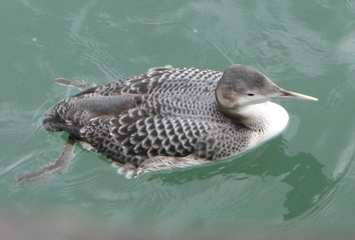 Yellow-billed Loon - Jeff Hoppes