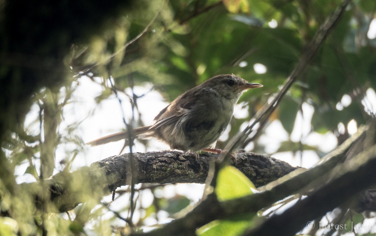 Philippine Bush Warbler - Forest Botial-Jarvis