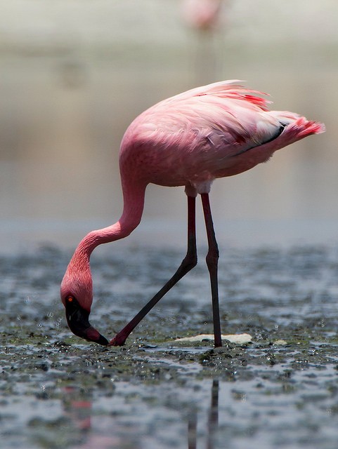 Lesser Flamingo - Anil Goyal