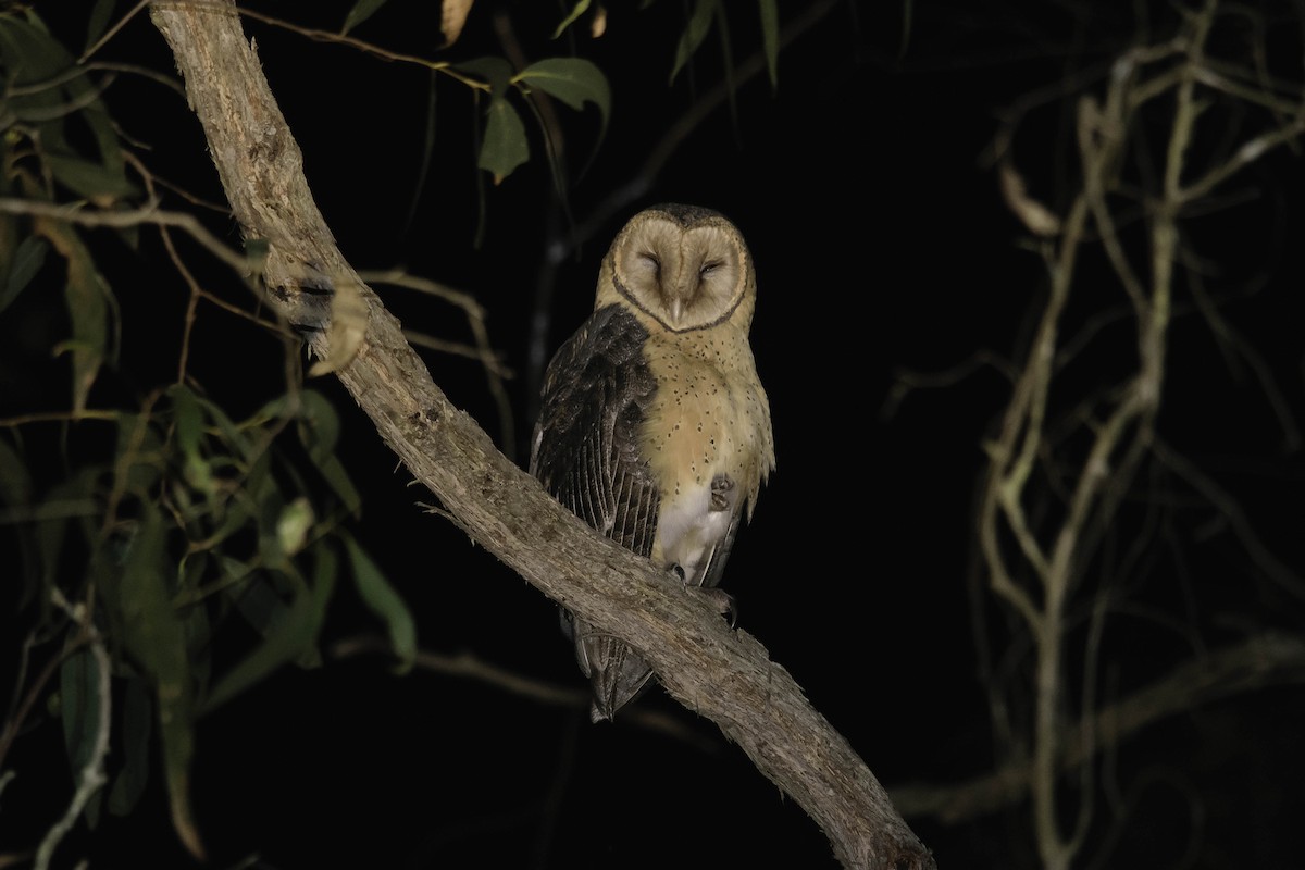 Australian Masked-Owl - Adam Fry