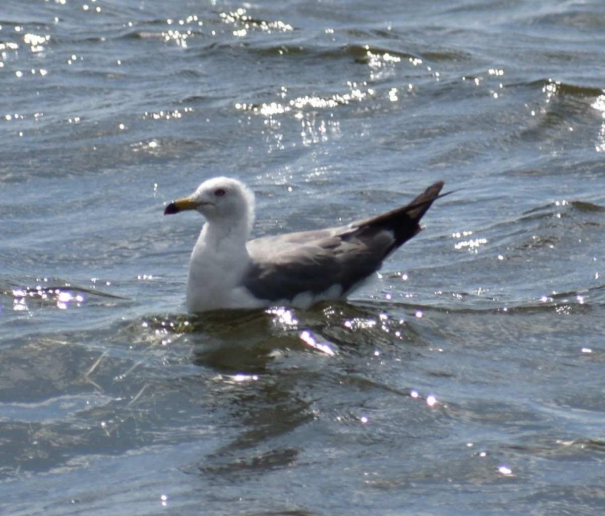Black-tailed Gull - ML63556691