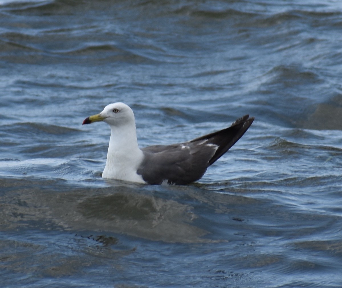 Black-tailed Gull - ML63556721
