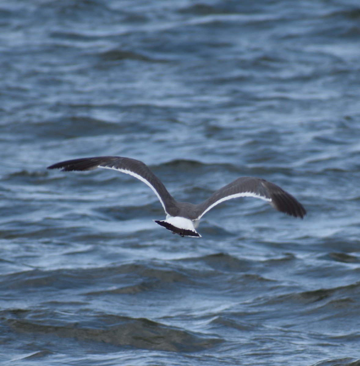 Black-tailed Gull - ML63556731