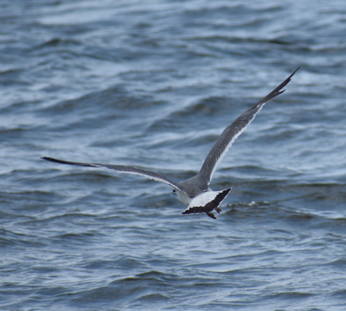 Black-tailed Gull - Jeff Graham
