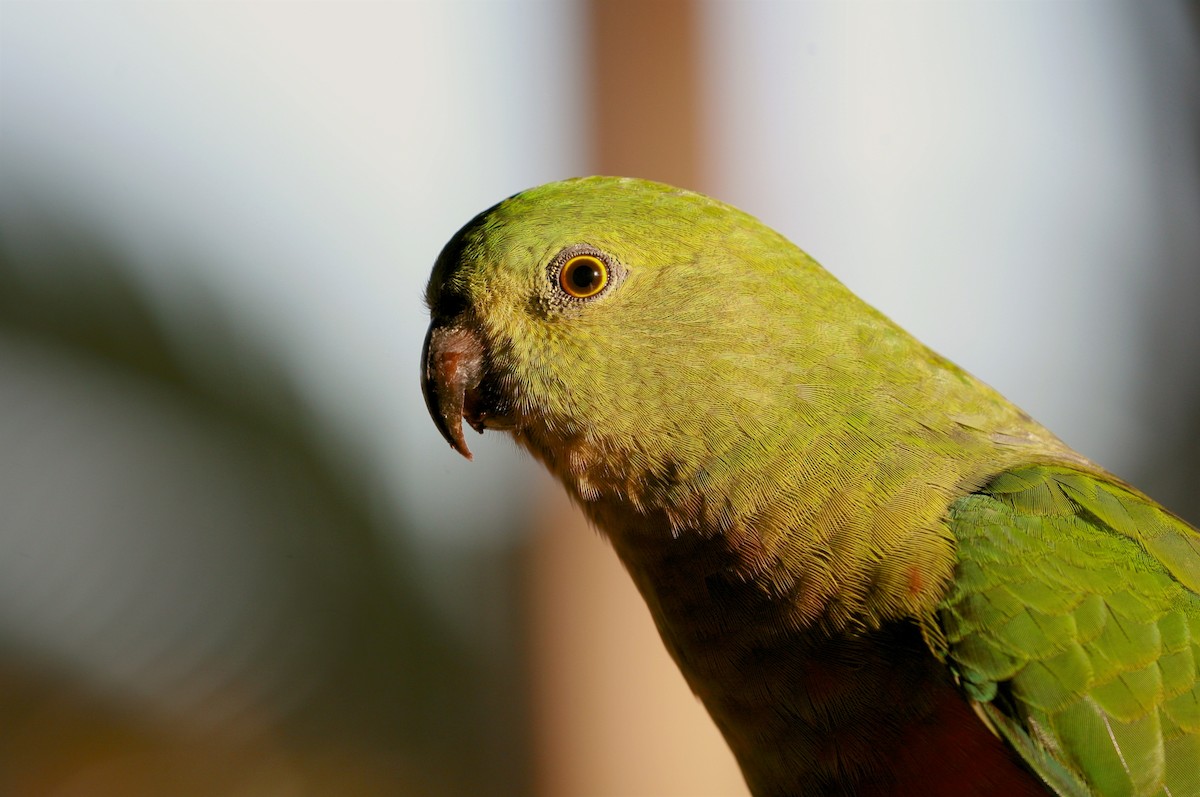 Australian King-Parrot - Anonymous