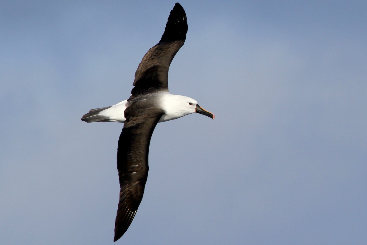 Yellow-nosed Albatross (Indian) - ML63560271