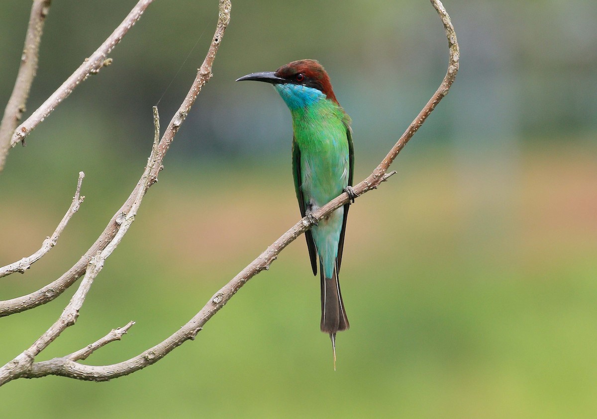 Blue-throated Bee-eater - ML63561031
