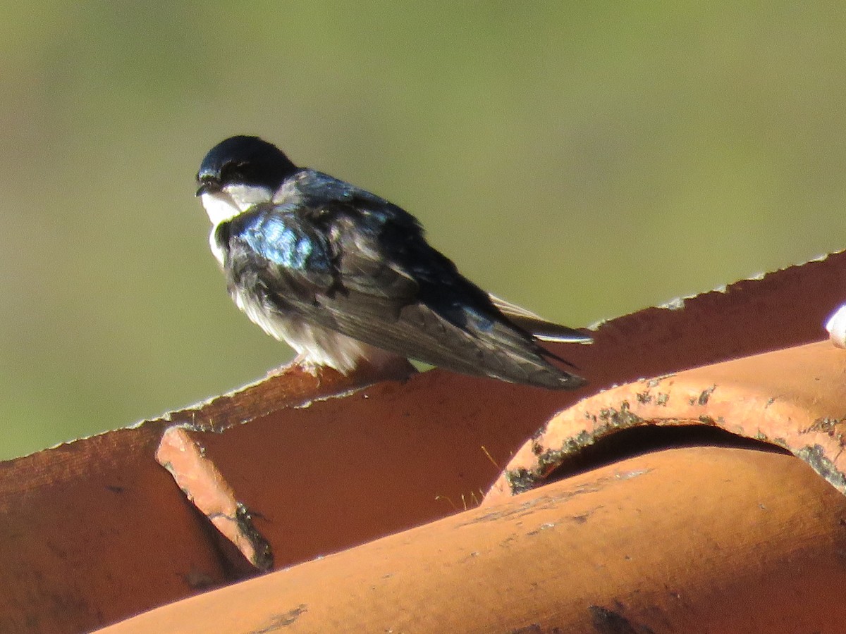 Blue-and-white Swallow (cyanoleuca) - Manuel Roncal https://avesdecajamarca.blogspot.com