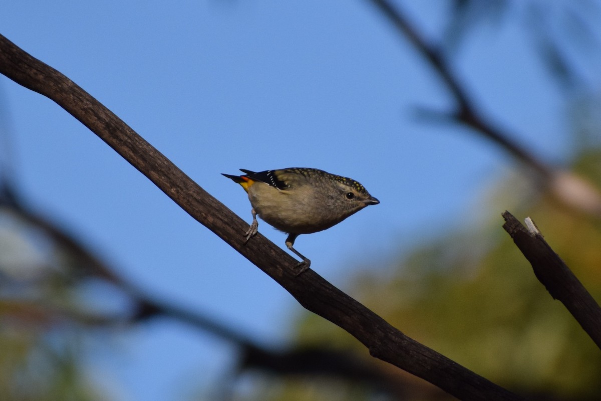 Spotted Pardalote (Yellow-rumped) - ML63562831