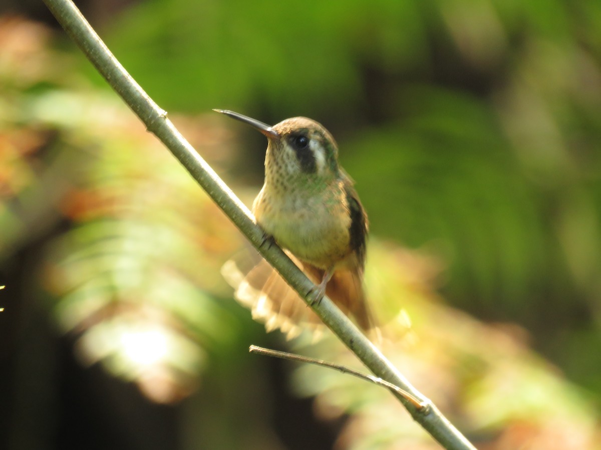Speckled Hummingbird - Manuel Roncal https://avesdecajamarca.blogspot.com
