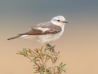  - White-rumped Monjita